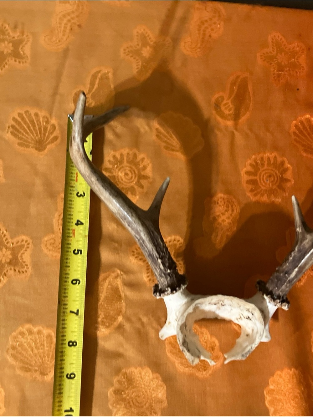 Huge Whitetail Deer Antlers 6 Point Buck-a - Picture 7 of 7